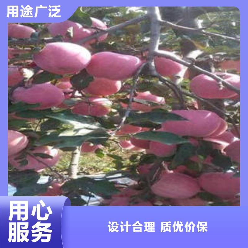 红富士苹果-嘎啦苹果匠心工艺