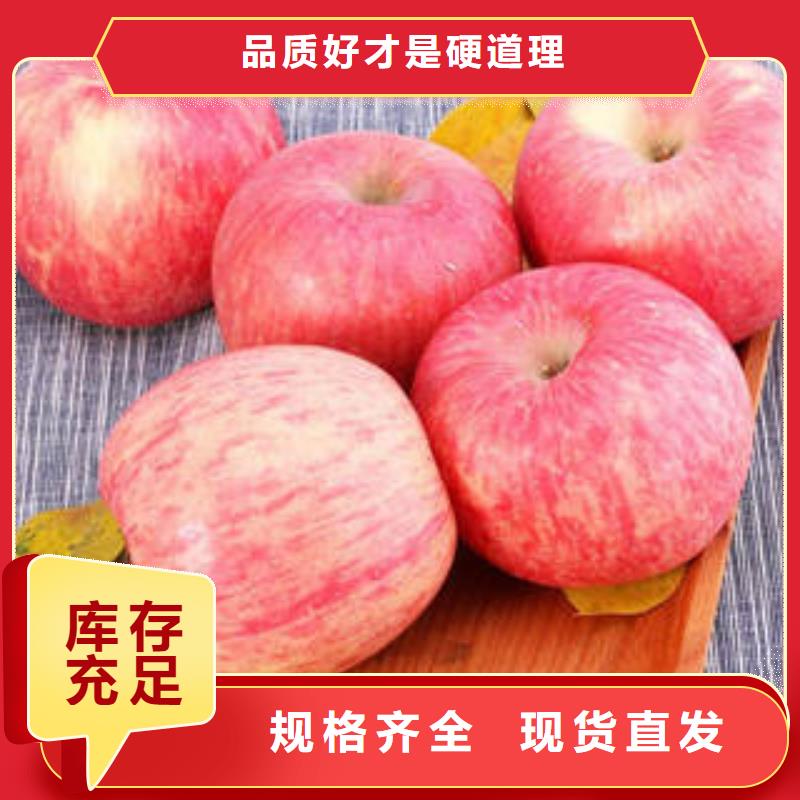 红富士苹果-红富士苹果批发专业生产品质保证
