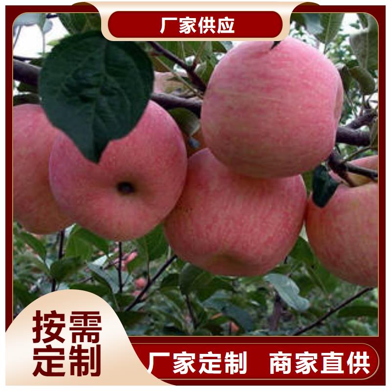 红富士苹果产品优良