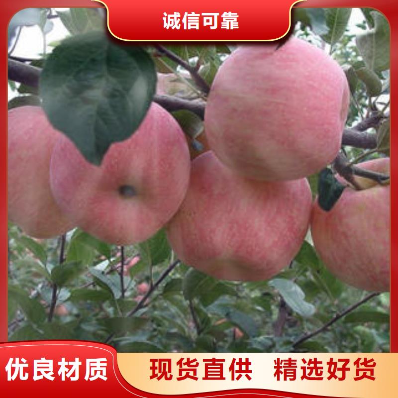 【红富士苹果】红富士苹果批发厂家直销供货稳定