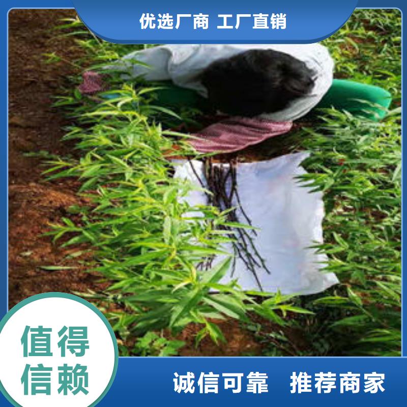 桃树苗花椒苗多家仓库发货