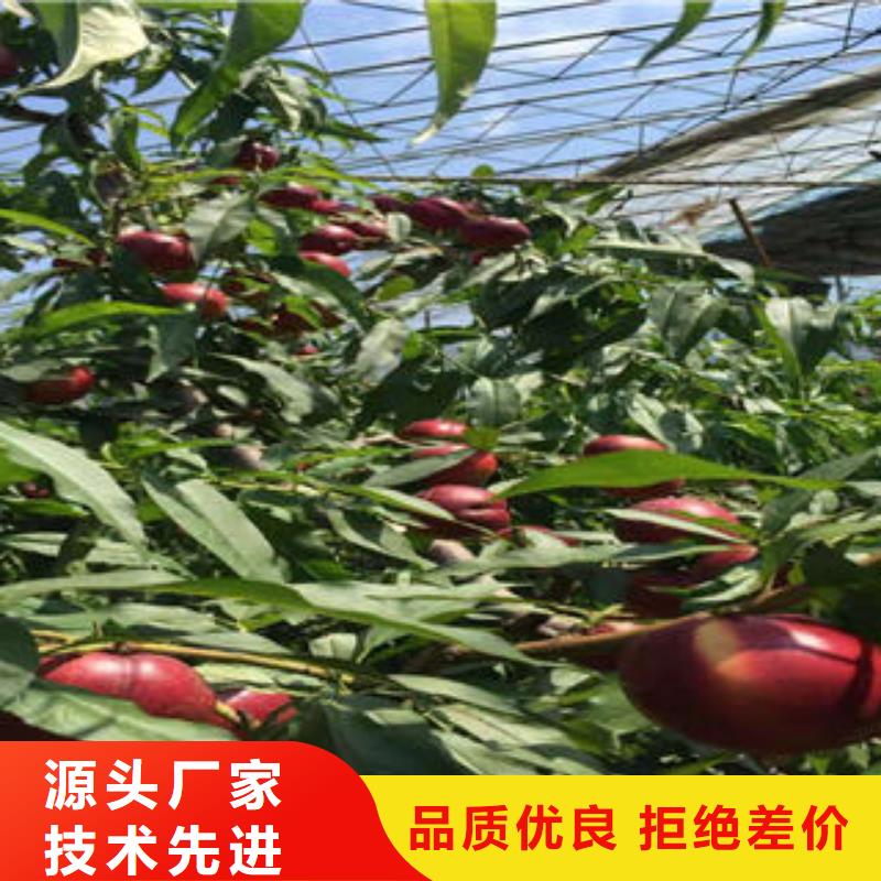 桃树苗-板栗苗高品质现货销售