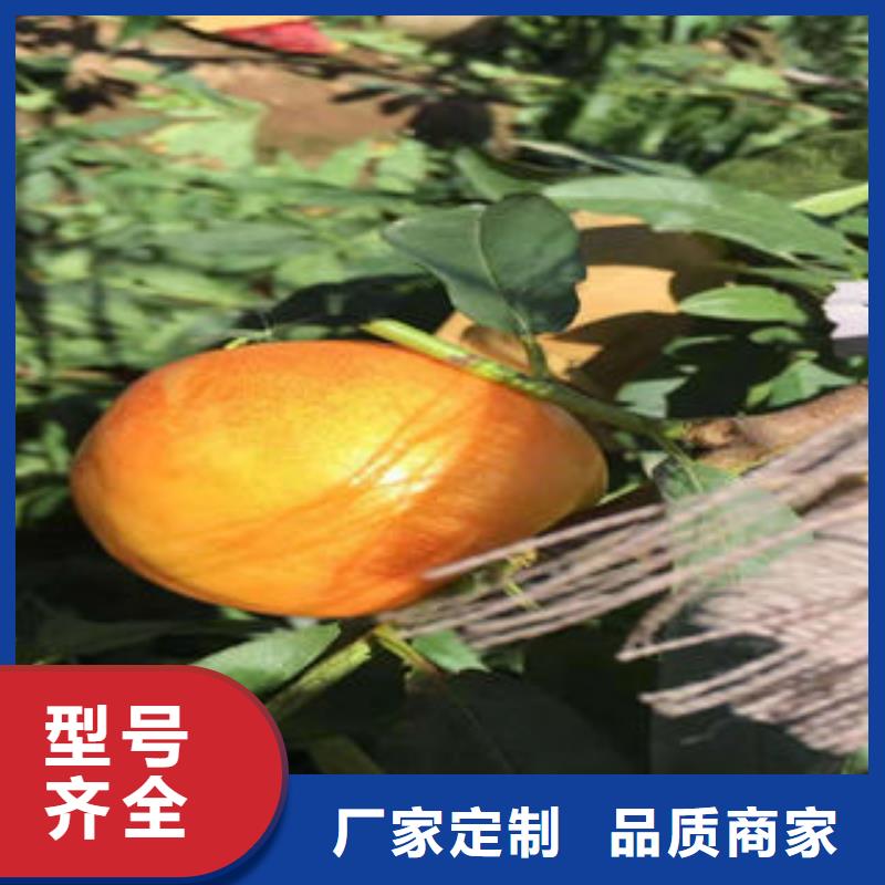 【桃树苗】板栗苗从厂家买售后有保障