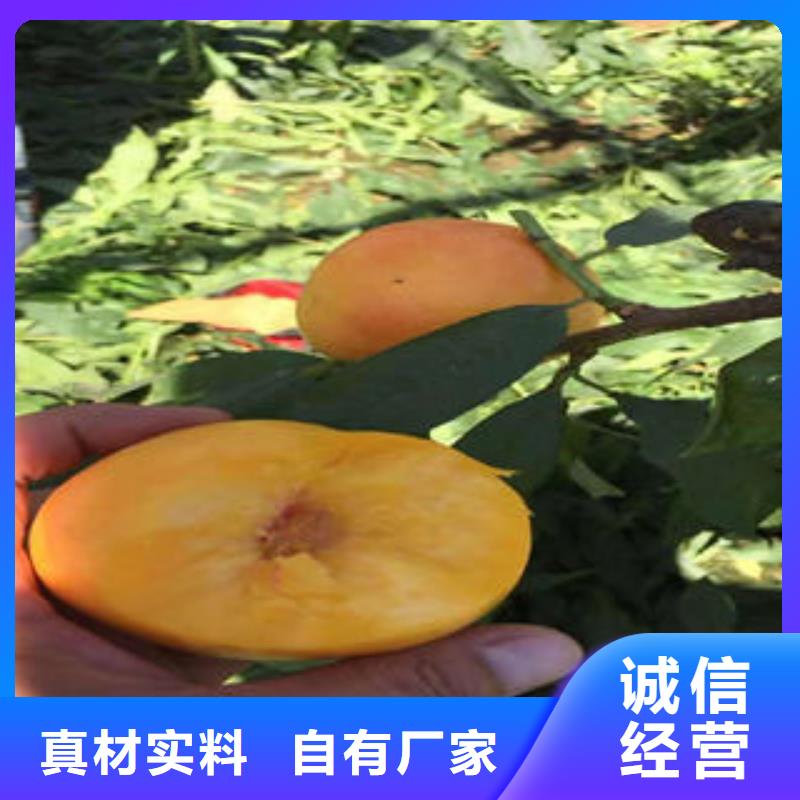 桃树苗花椒苗实力见证