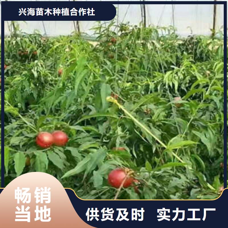 桃树苗蓝莓苗生产型