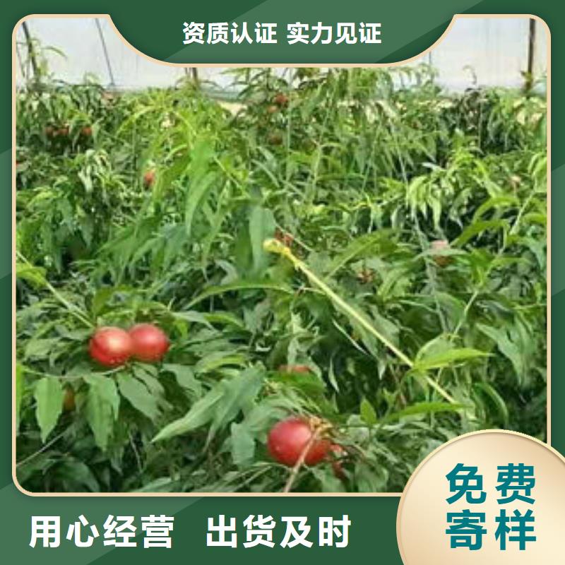 桃树苗蓝莓苗注重细节