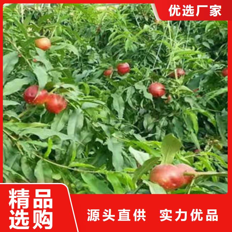 桃树苗花椒苗多家仓库发货