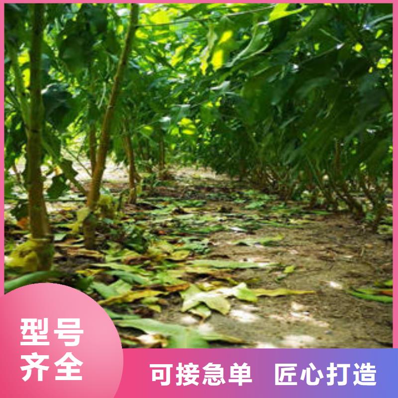 桃树苗蓝莓苗注重细节