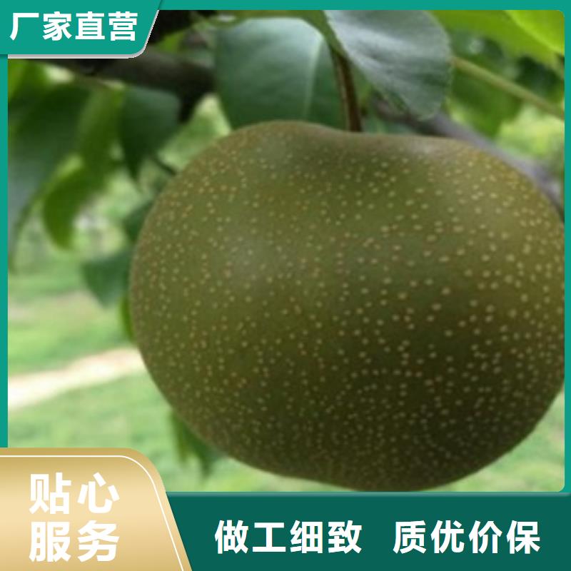 梨树苗核桃苗真诚合作
