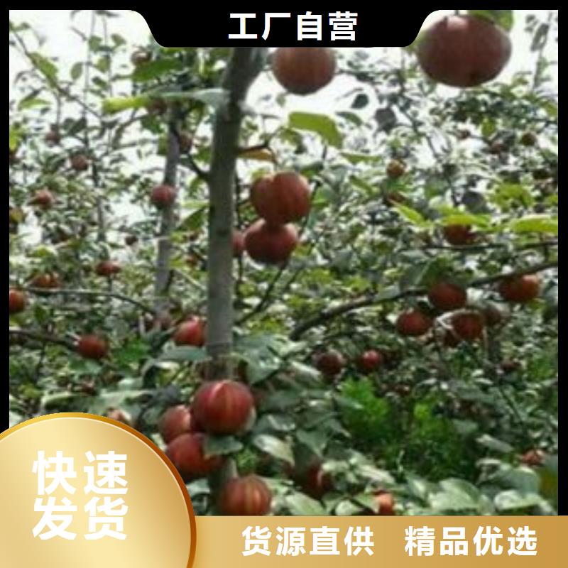 梨树苗【板栗苗】研发生产销售