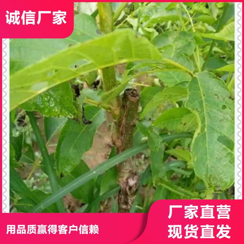 【核桃苗板栗苗一站式供应厂家】