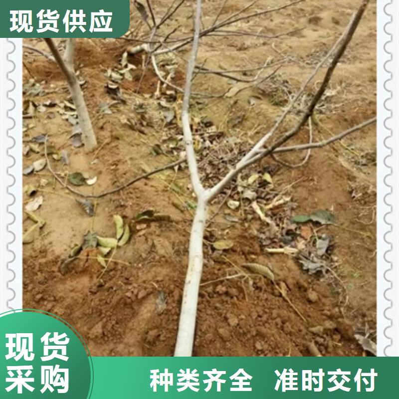 核桃苗苹果苗按需设计