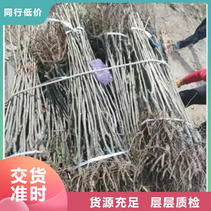 板栗苗苹果苗现货销售