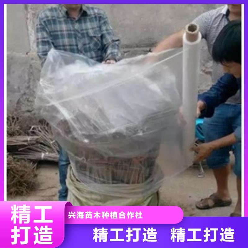 【板栗苗】苹果苗按需设计