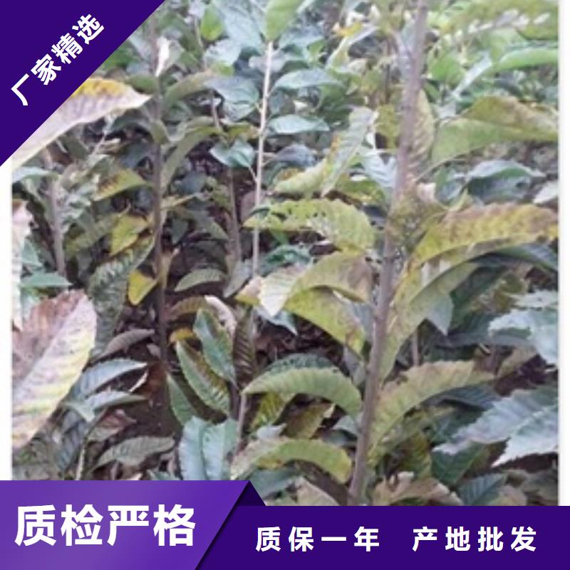 板栗苗花椒苗实拍展现