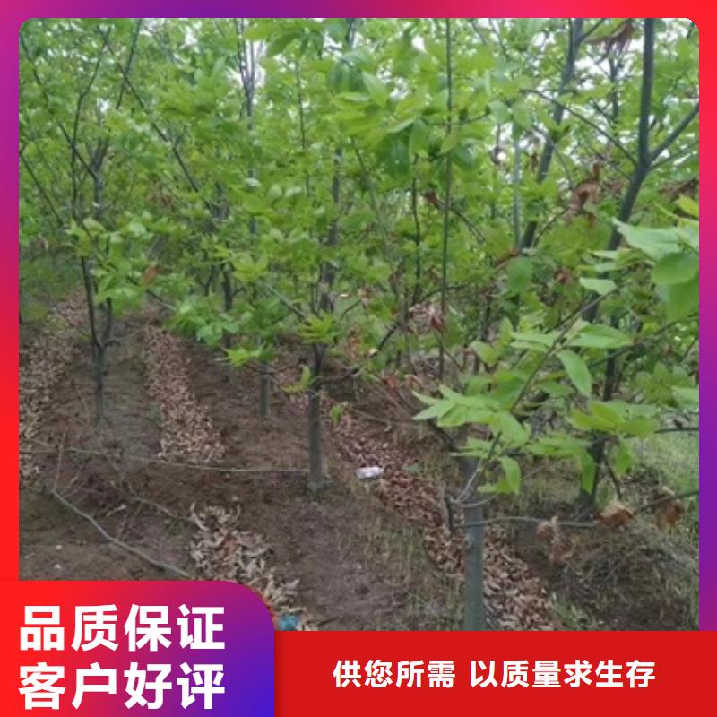 板栗苗苹果苗多种款式可随心选择