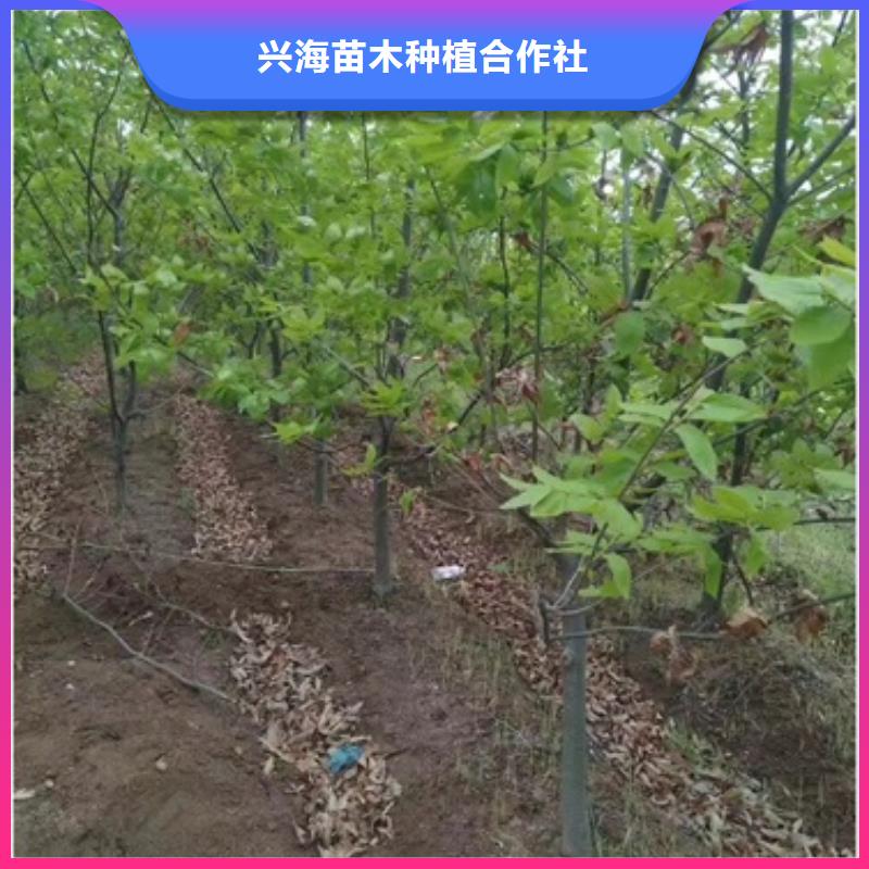 【板栗苗】核桃苗行业优选