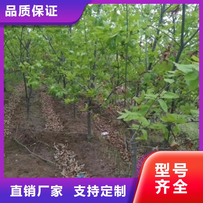 板栗苗,山楂苗实力才是硬道理