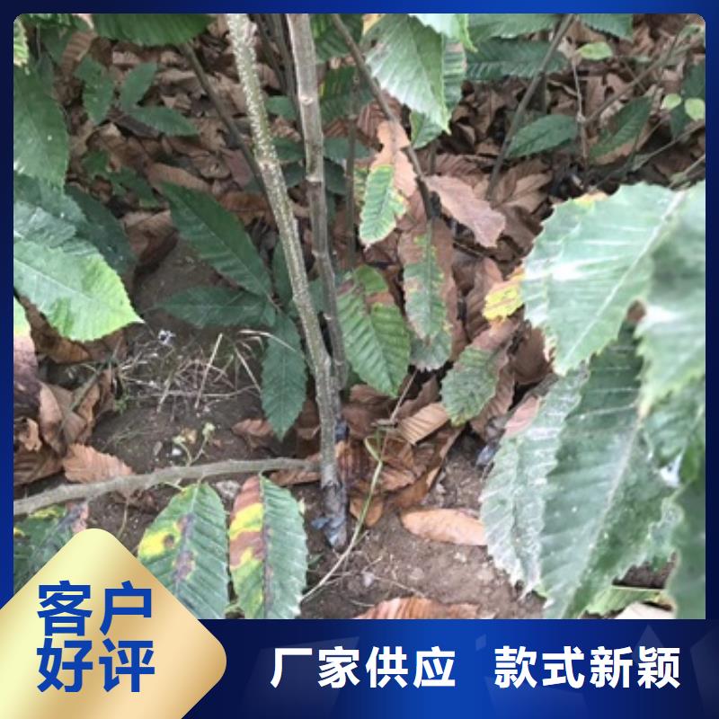 板栗苗-花椒苗厂家大量现货