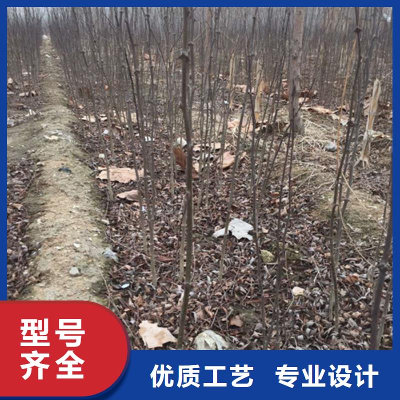 花椒苗,苹果苗多种场景适用