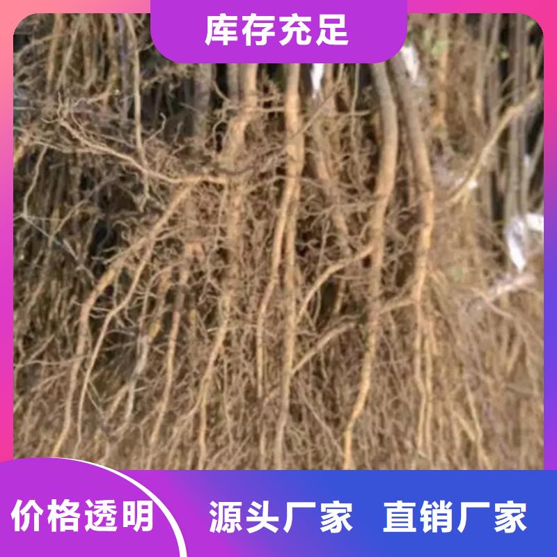 花椒苗山楂苗匠心工艺