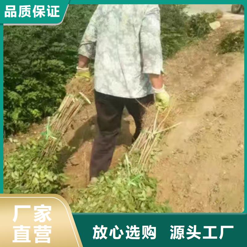 【花椒苗】,桃树苗口碑好实力强