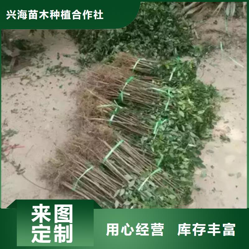 花椒苗苹果苗产地直供