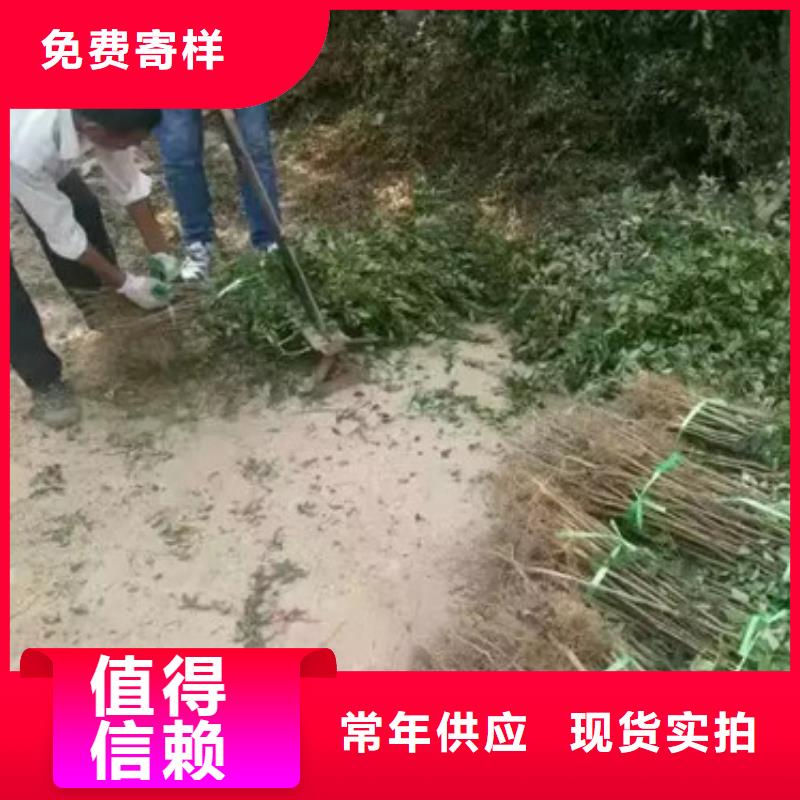 花椒苗【桃树苗】满足客户所需