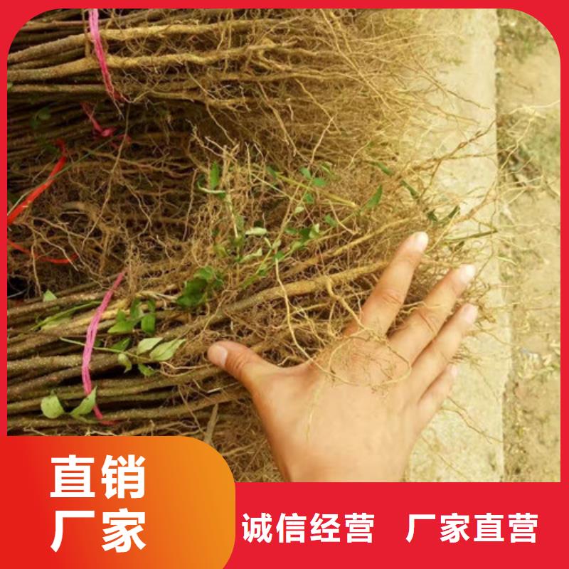 花椒苗,【苹果苗】工艺精细质保长久