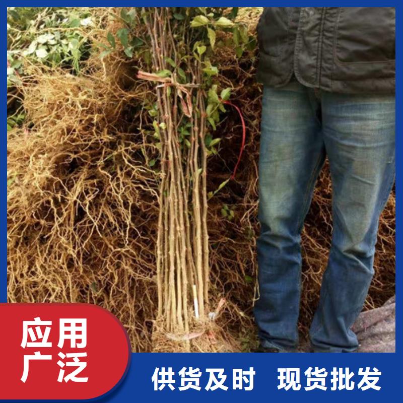 花椒苗李子苗现货满足大量采购