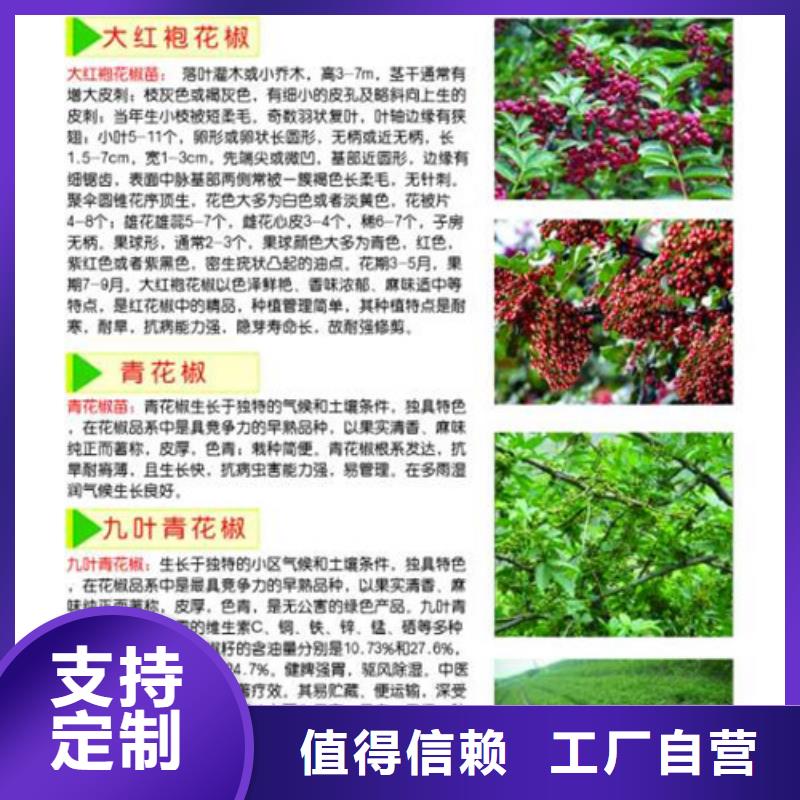花椒苗蓝莓苗多种规格可选