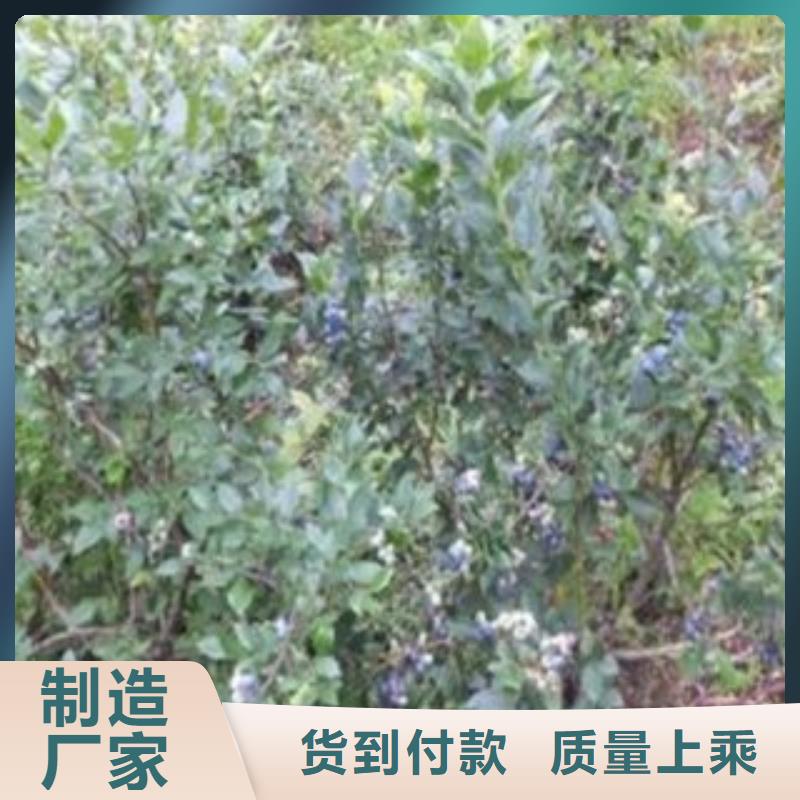 蓝莓苗_【板栗苗】批发价格