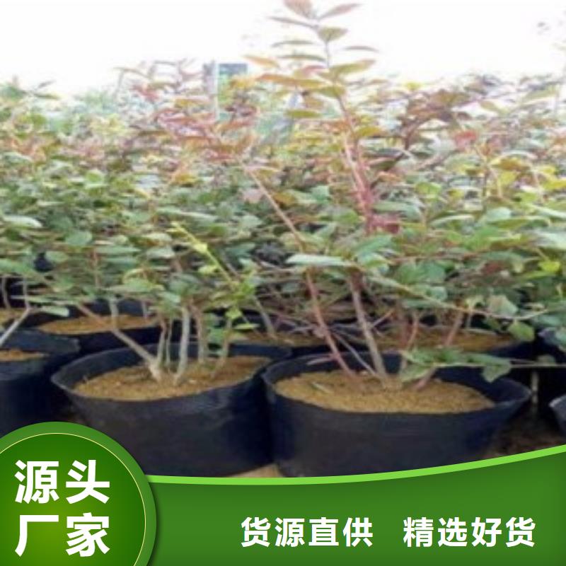 蓝莓苗山楂苗多种规格供您选择