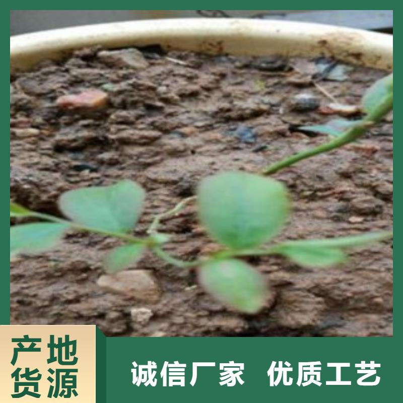 【蓝莓苗】_花椒苗常年出售