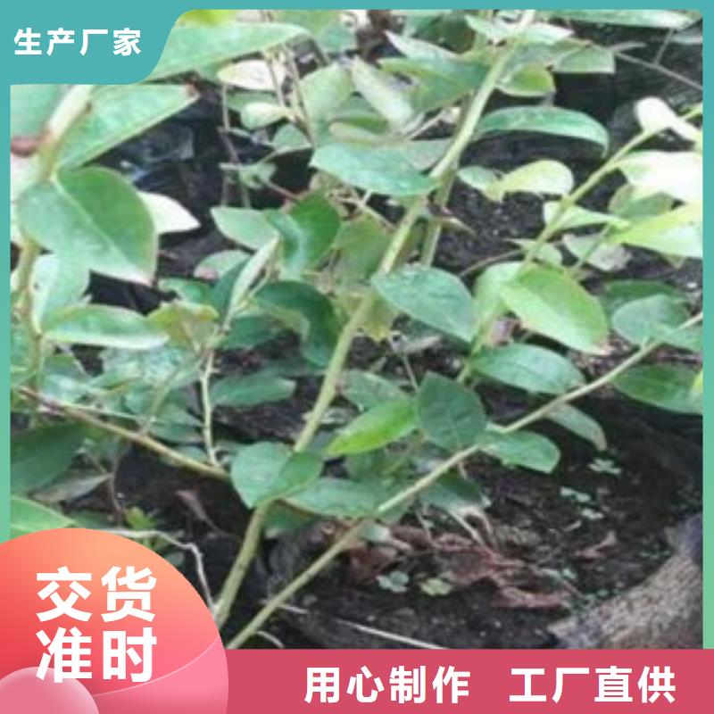 蓝莓苗_梨树苗按需定制