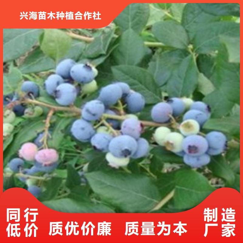 蓝莓苗李子苗品质信得过