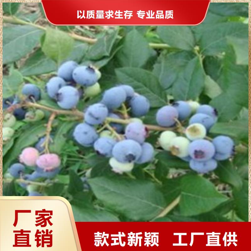 【蓝莓苗】苹果苗市场行情