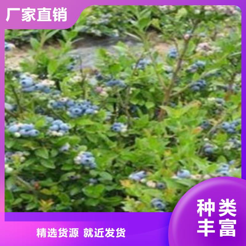 【蓝莓苗】苹果苗市场行情