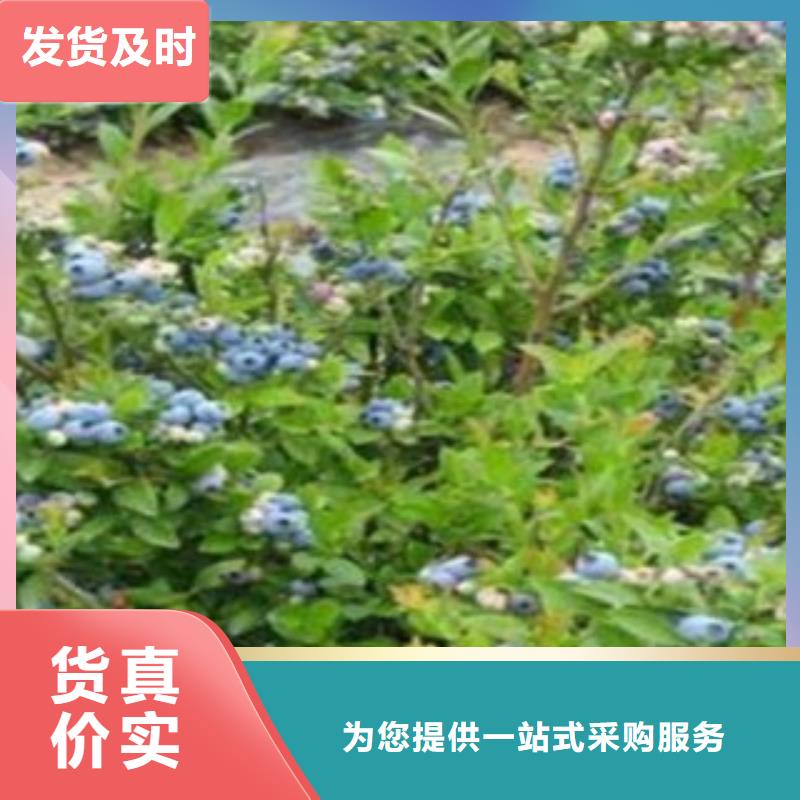 蓝莓苗实体厂家大量现货