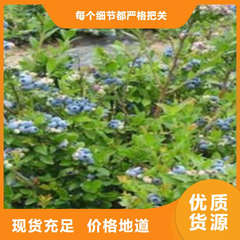 蓝莓苗【花椒苗】满足多种行业需求