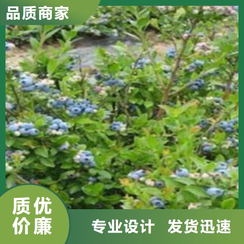 蓝莓苗_【李子苗】层层质检