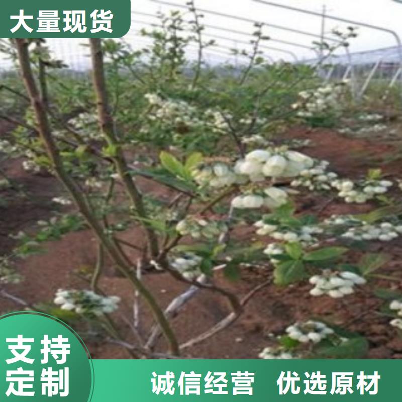 蓝莓苗梨树苗品质过硬