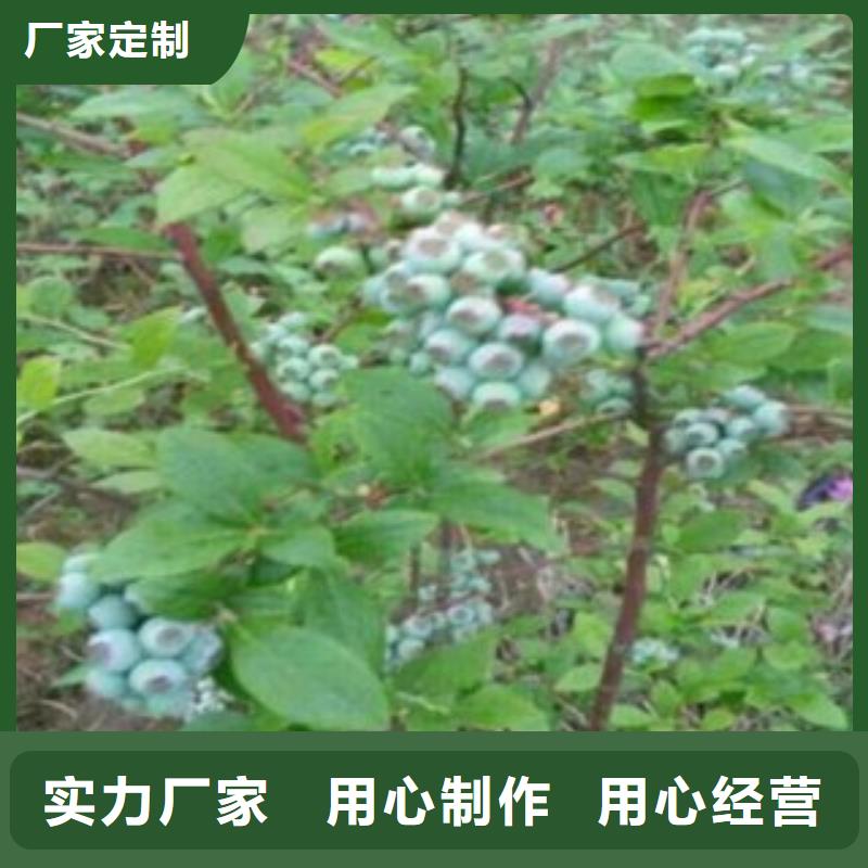 蓝莓苗山楂苗用心做品质