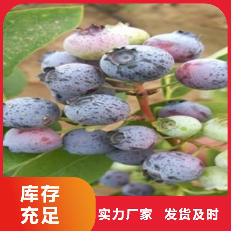 蓝莓苗_【李子苗】层层质检