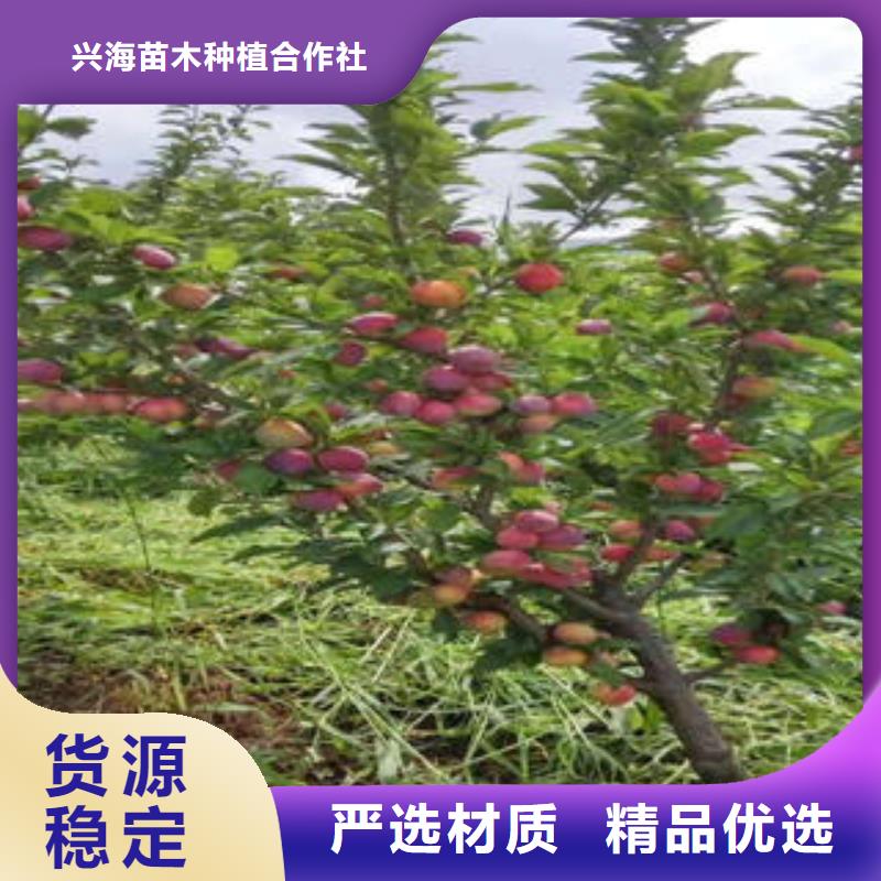 李子苗花椒苗质检合格出厂