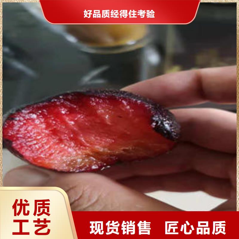 李子苗【梨树苗】从源头保证品质