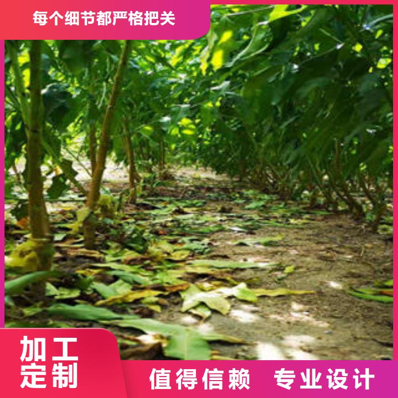 李子苗应用范围广泛