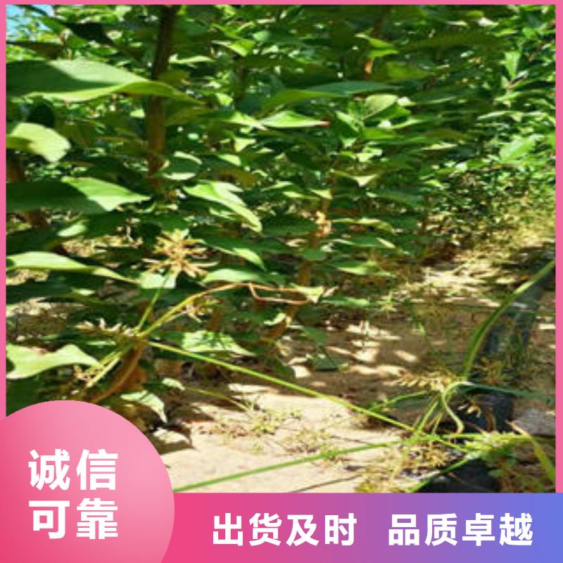 李子苗应用范围广泛