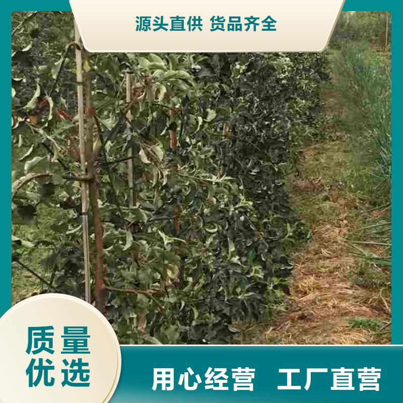 【苹果苗】,桃树苗标准工艺