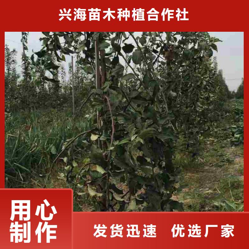 苹果苗核桃苗厂家现货批发